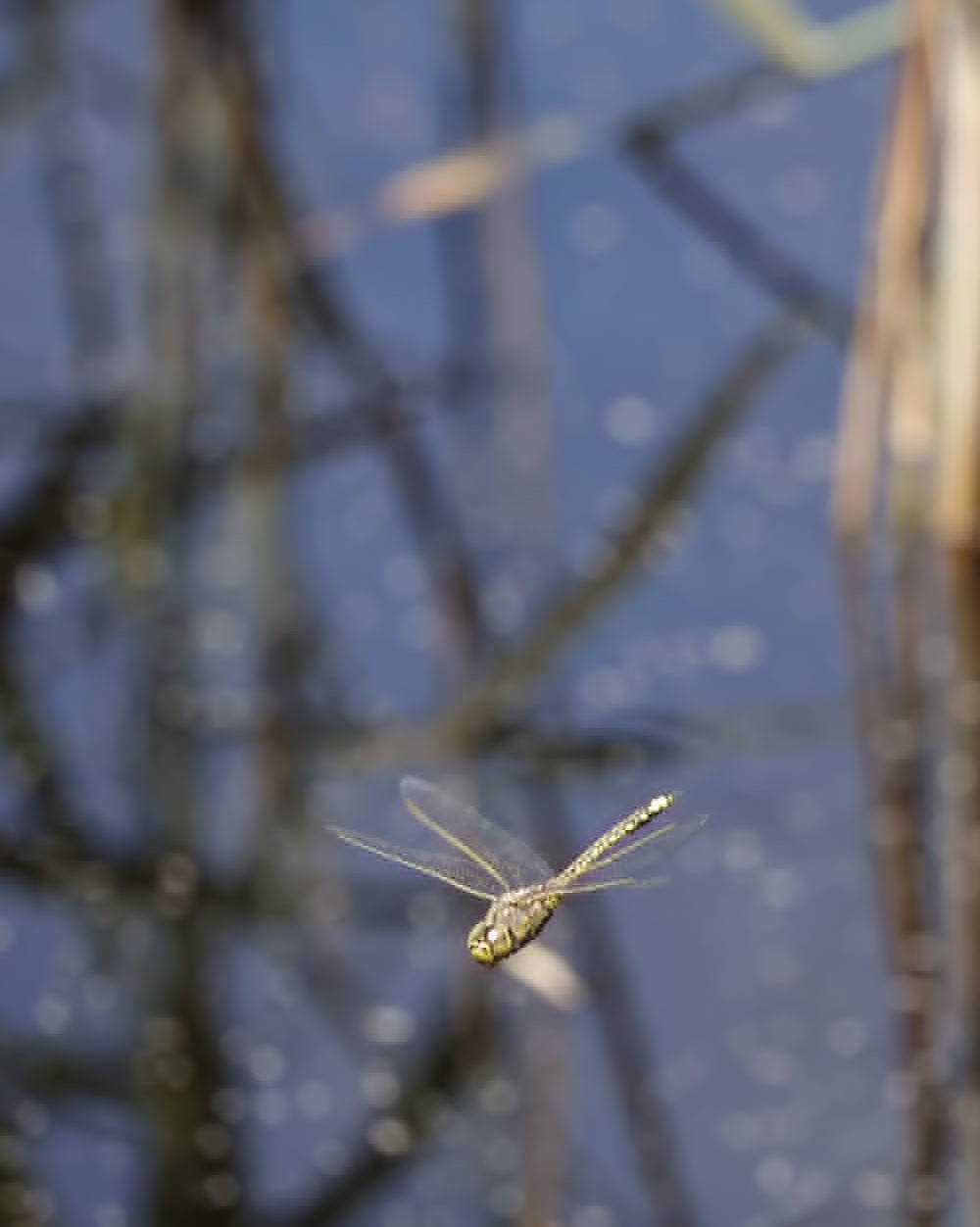 Return of the dragonflies?
