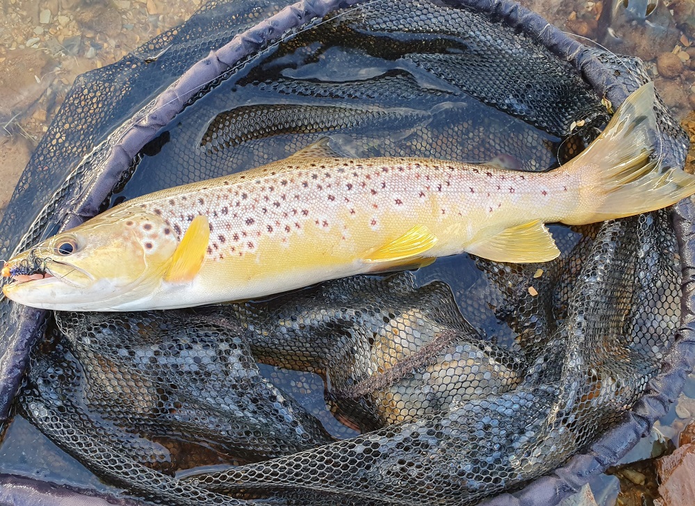 Snowies update late April 2019