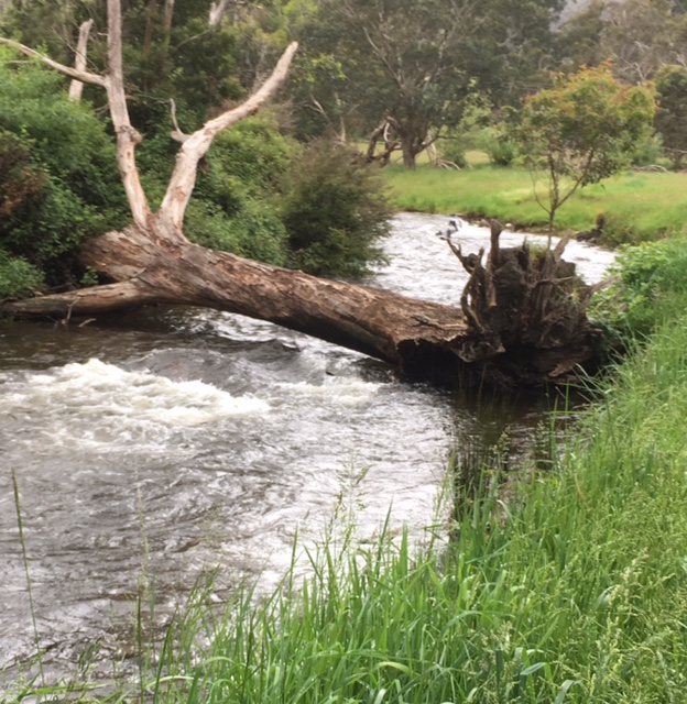 Mid Goulburn Tribs - mid November