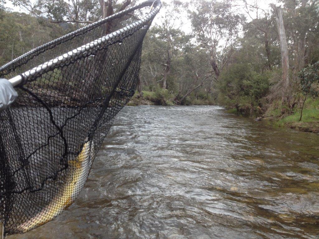 High water, upper Mitta Mitta
