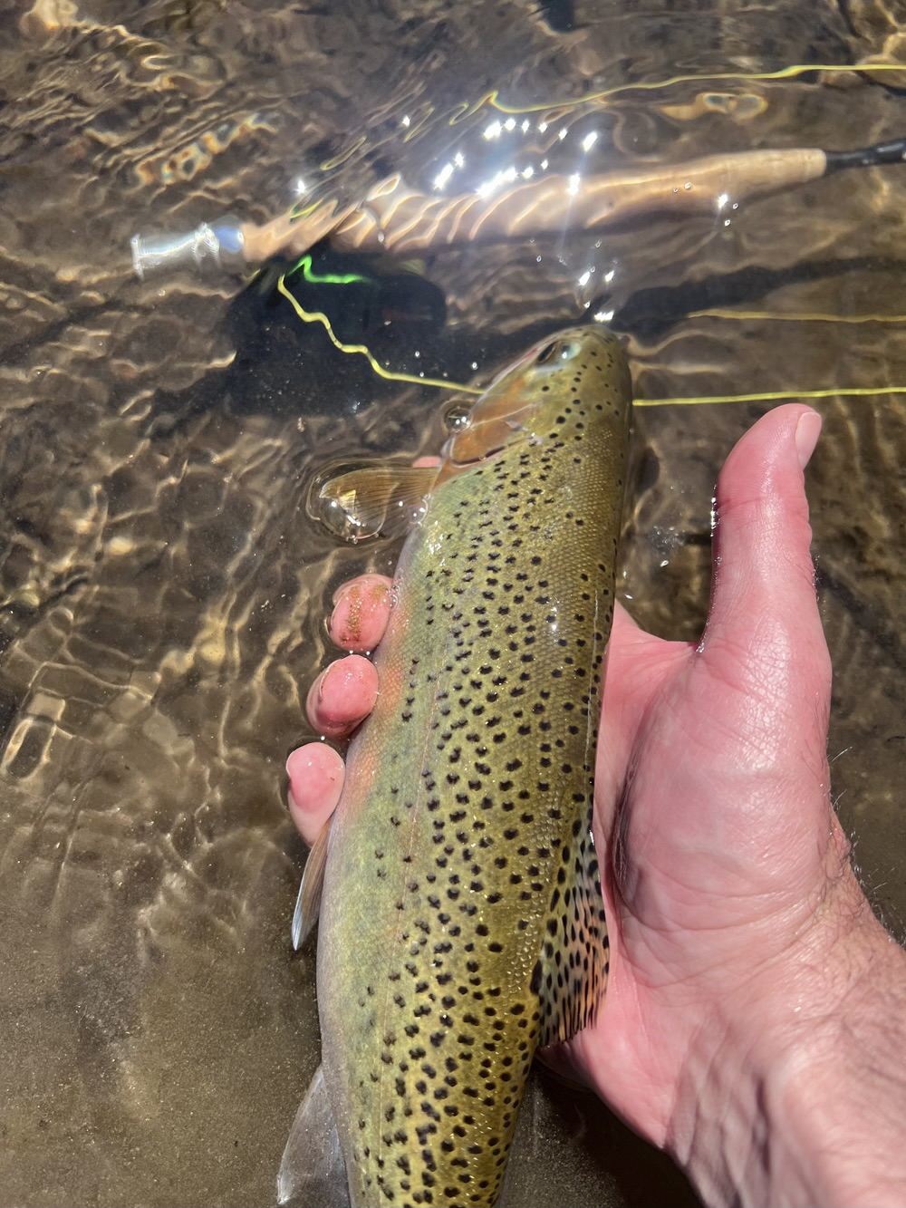 Improved Ovens Valley stream habitat = better fishing