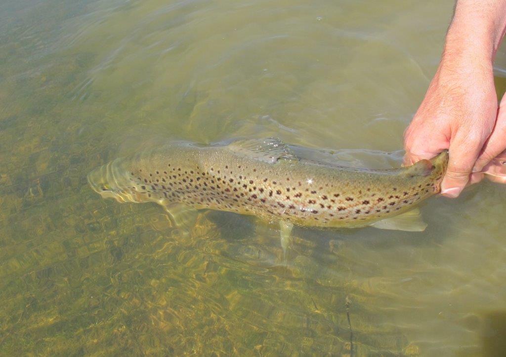 Proposed regs. promote Put & Grow, and wild trout