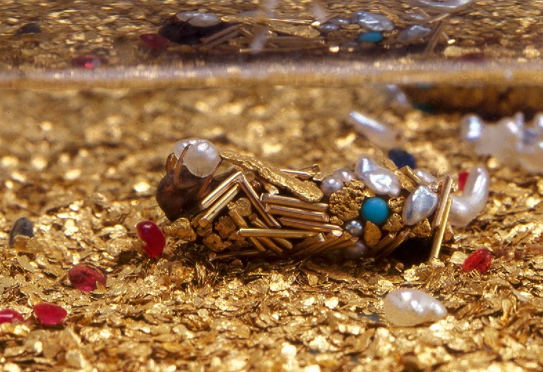 Golden Caddis