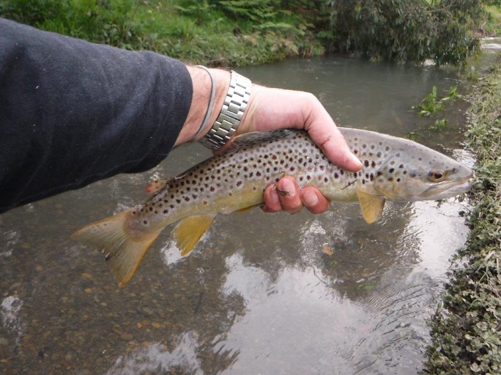 Good fishing in the Otways despite the flooding rains