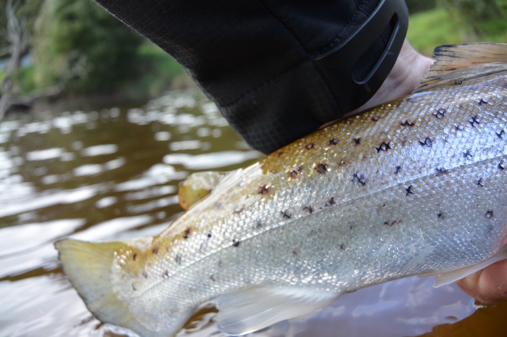 Victoria’s Mysterious Sea Trout