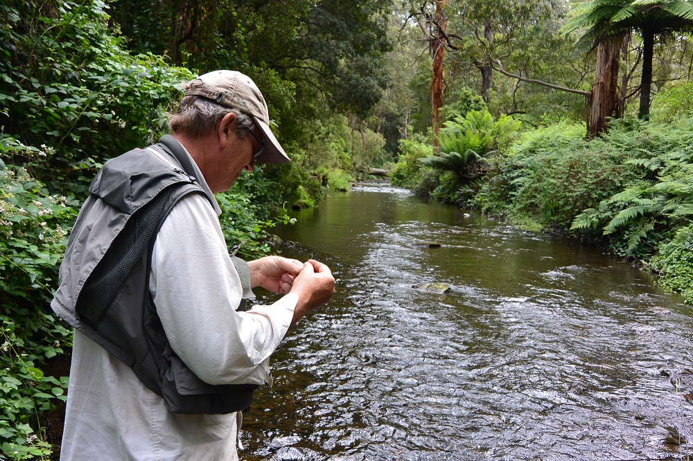 Tree ferns and Trout in the Otways