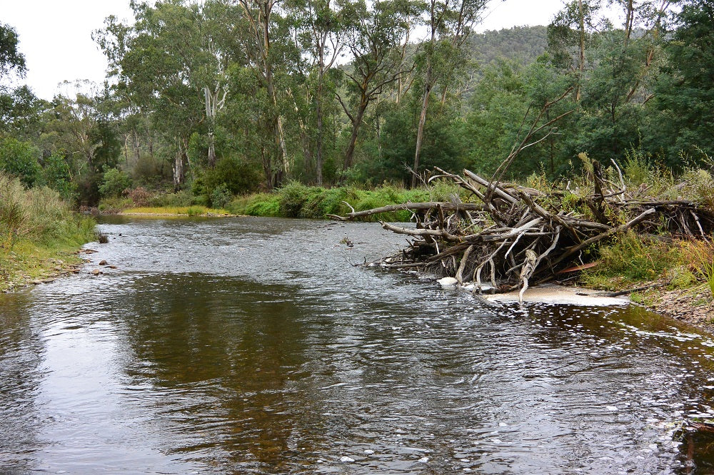 How to fly fish the Ovens River