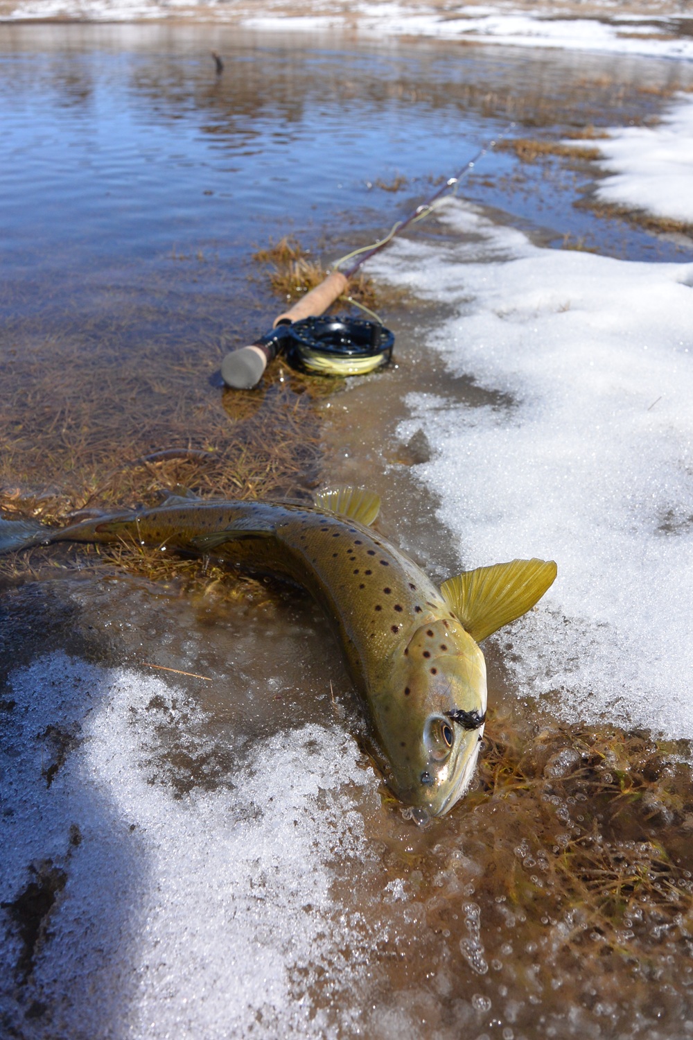 Sight fishing winter lakes