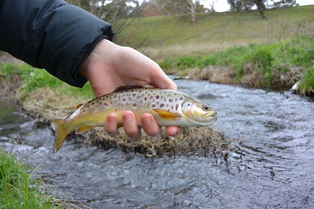 Central Highlands - first (stream) casts of the season