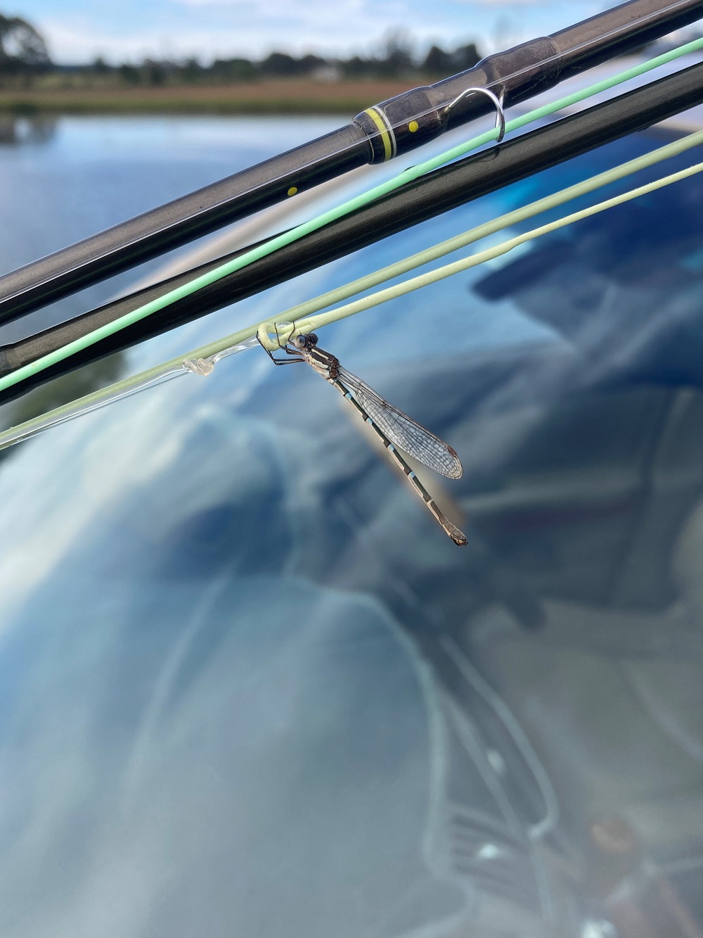 Lake Insect Refresher