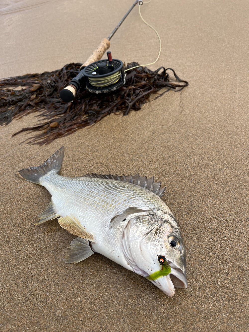 West Coast Estuaries, Wildlife, and a Lost Rod