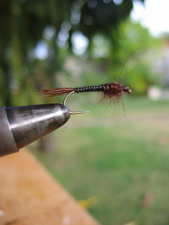The Skinny Brown Nymph