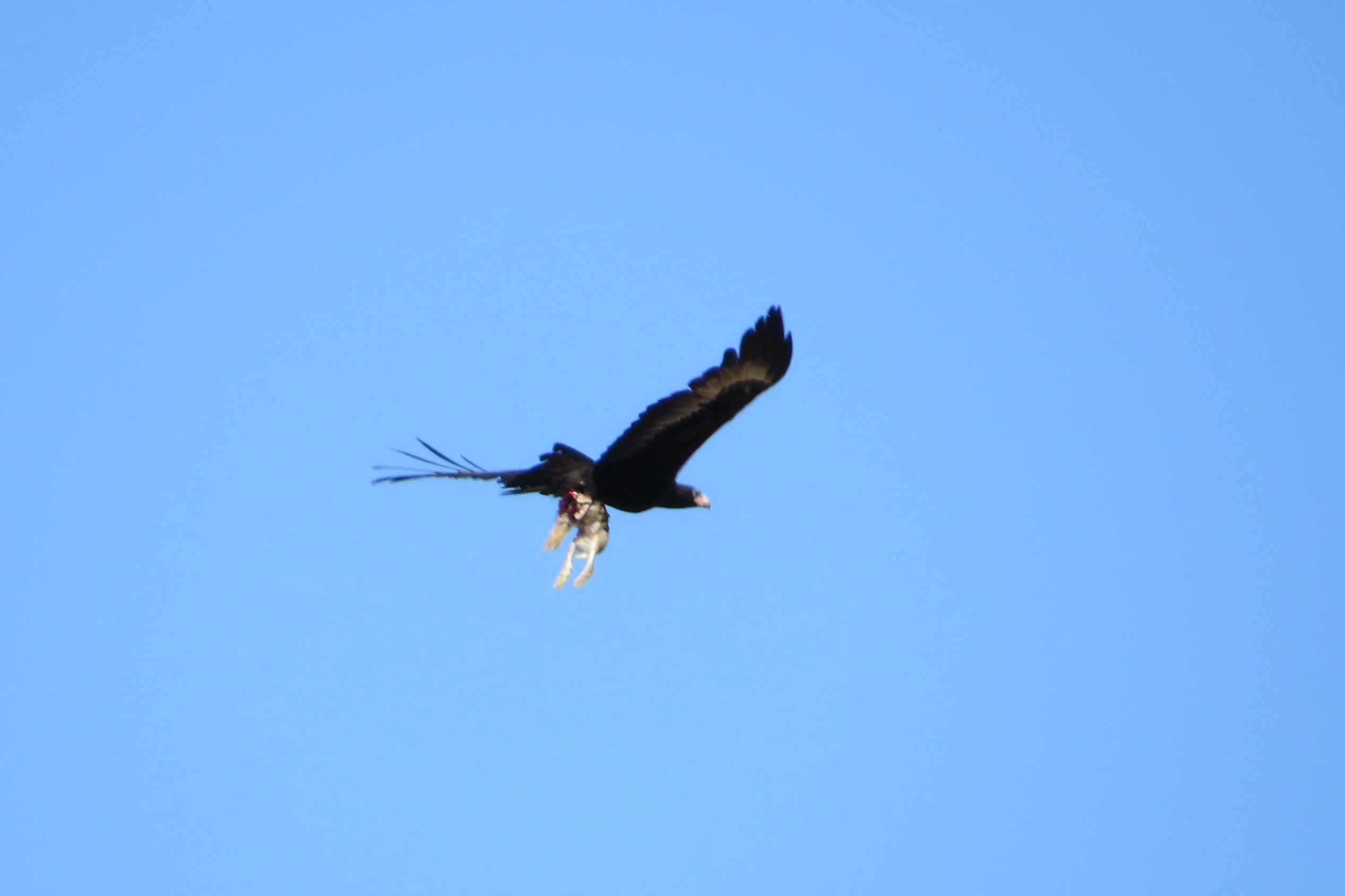 Eagles and Flyfishing