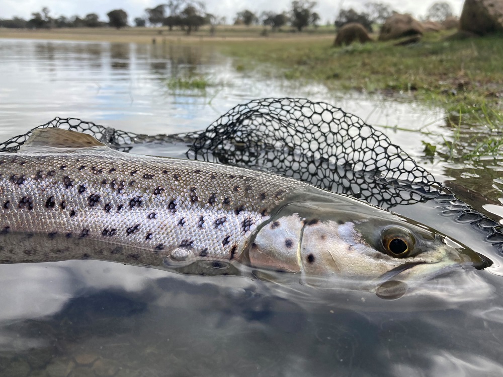 Rising Water in Western Vic