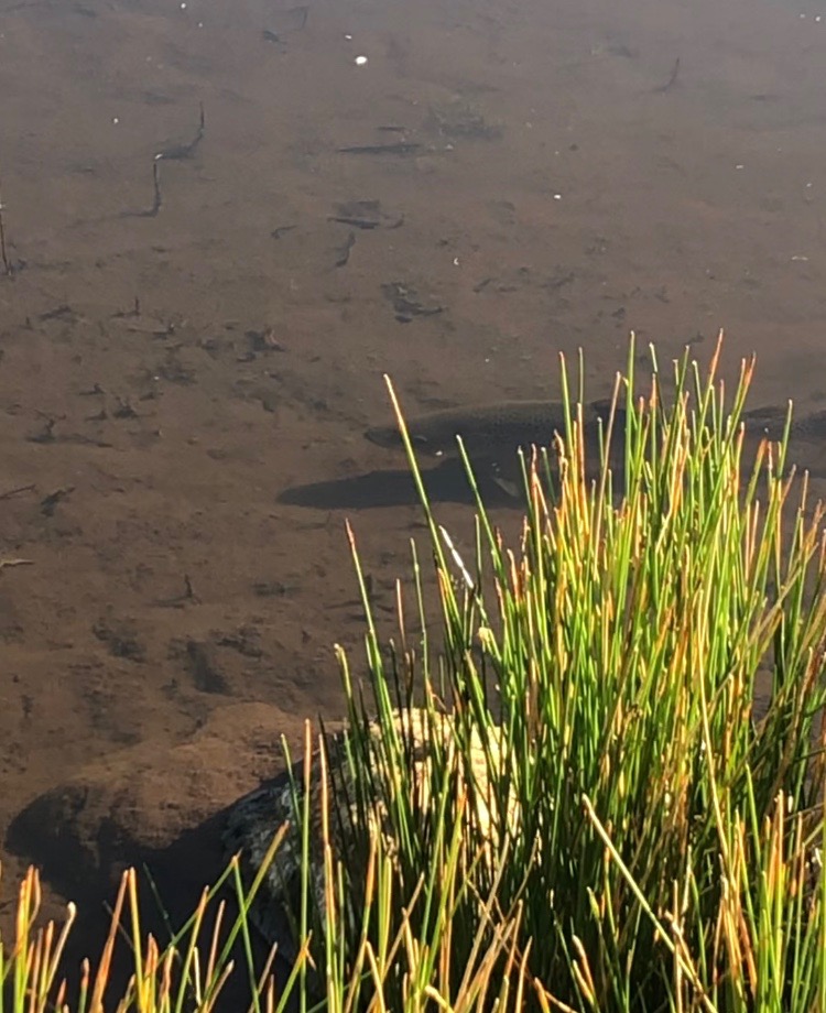 A few lake polaroiding tips