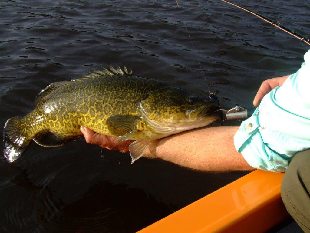 New Murray cod limits proposed to improve Vic fishery