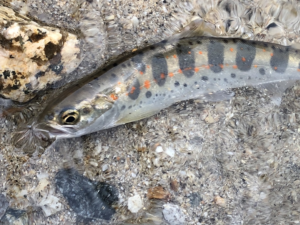 Tenkara in Japan - Part II