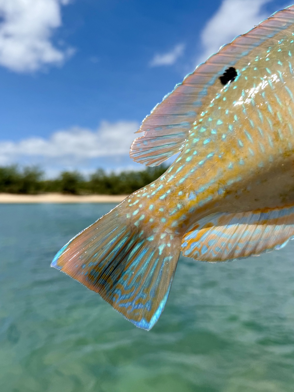 Cape York Flats Pt 1: Tuskfish