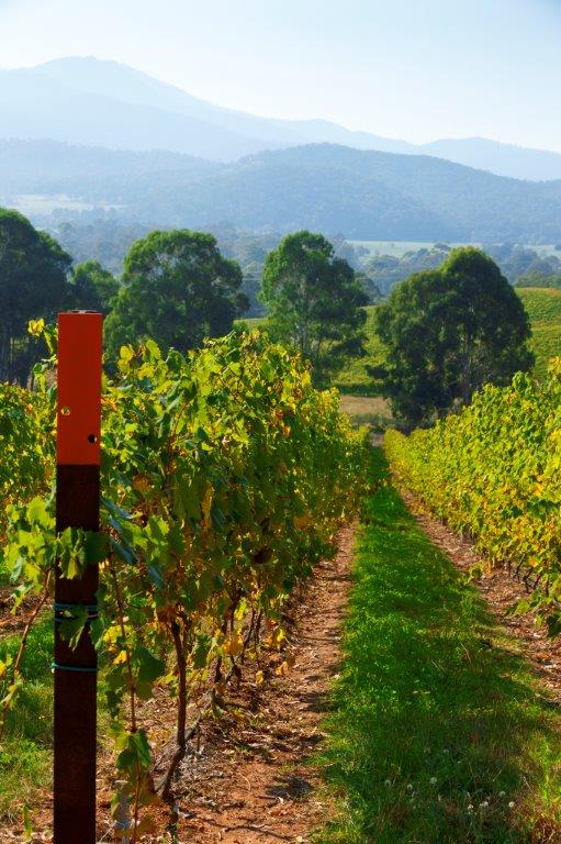 Flyfishing, food and wine in the King Valley