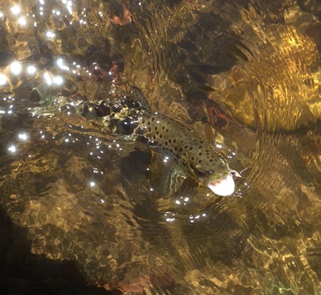 Fishing and phone reports close to Melbourne