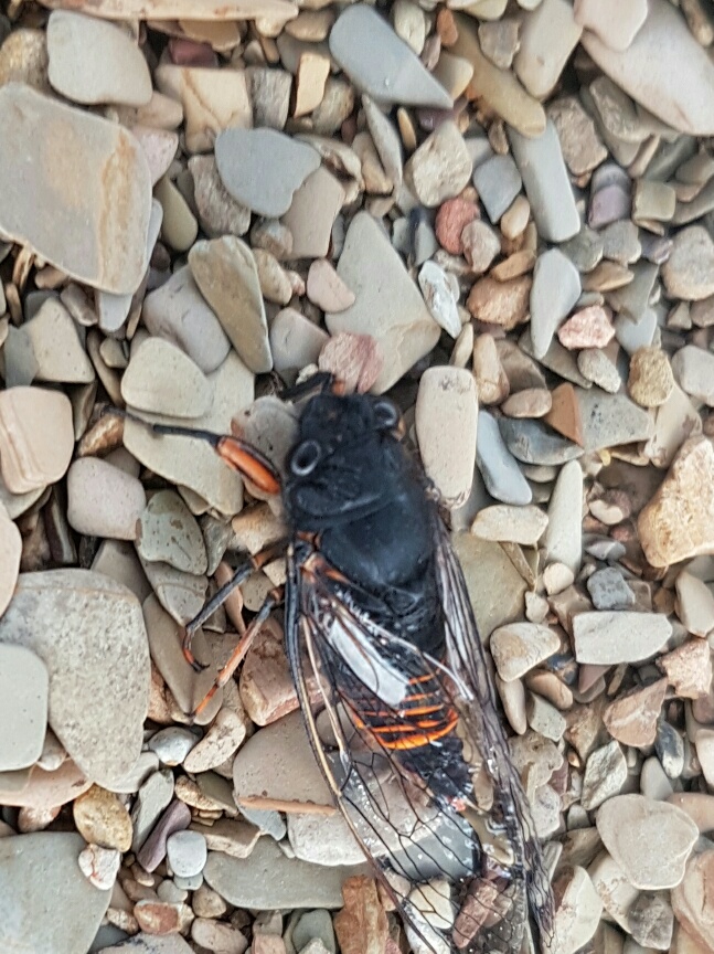 Snowies bugger - taddies, cicadas and beetles.