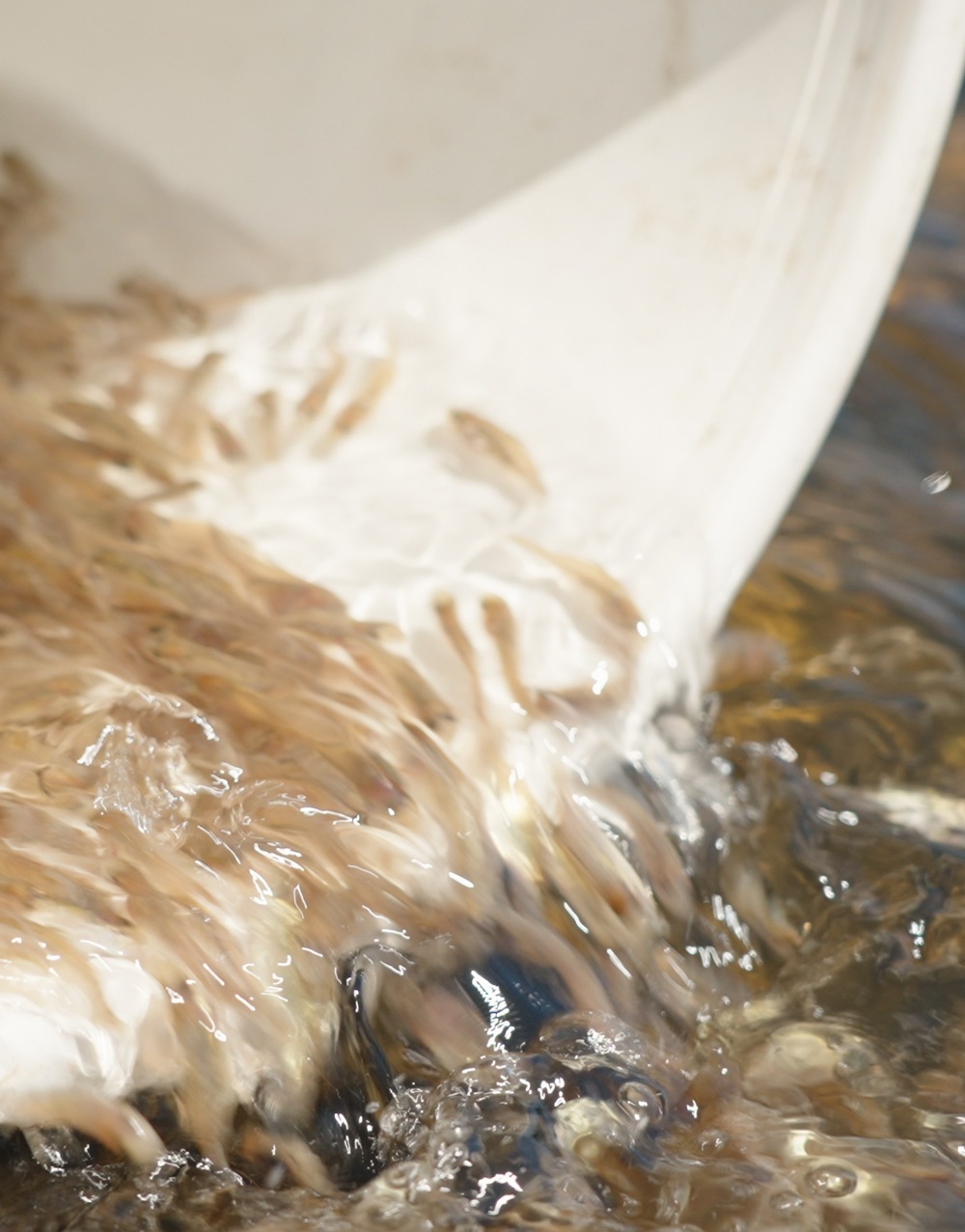 Arcadia – expanding a key native fish hatchery