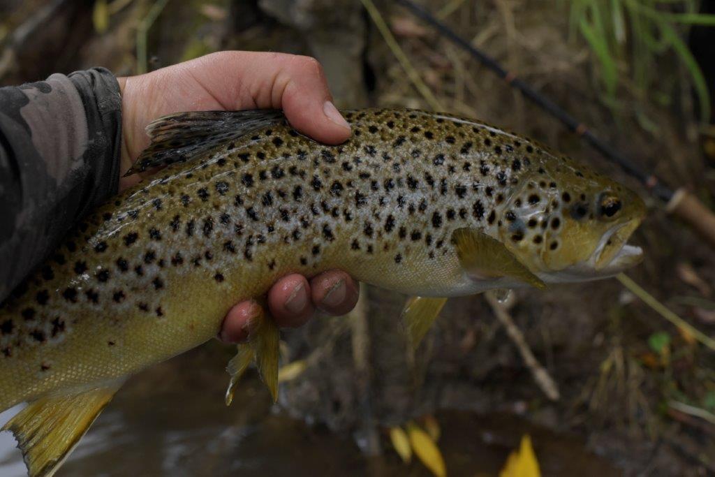 Quick report on the Goulburn