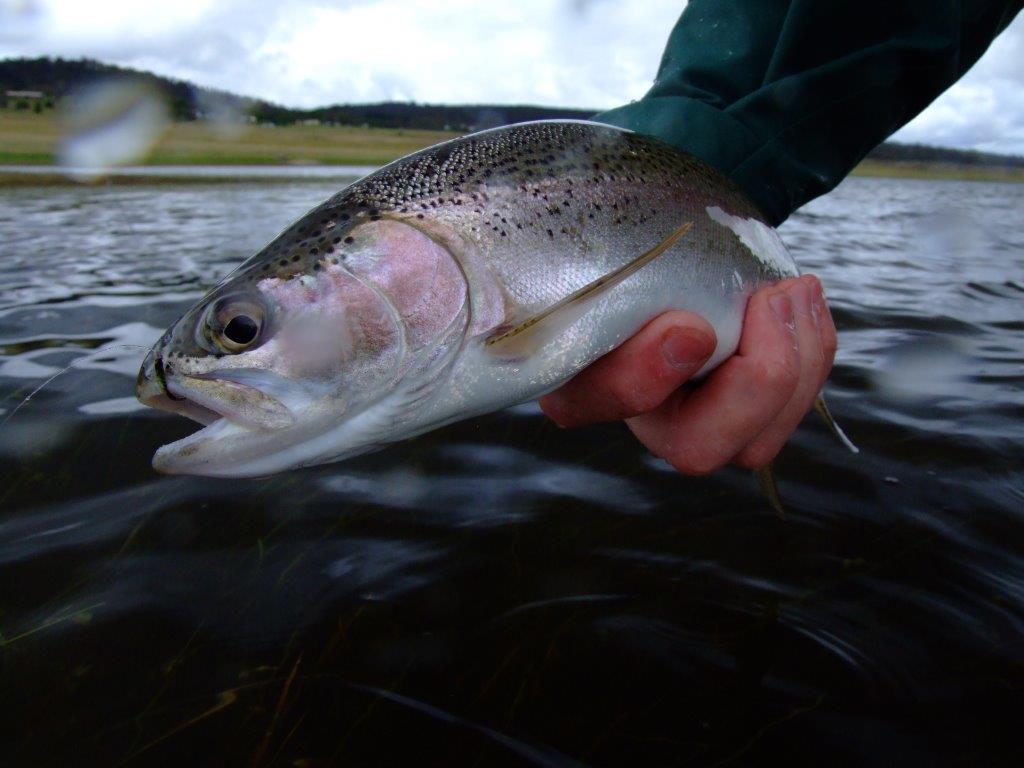 Public Forum on Snowy Mountains Lakes Trout Fishery