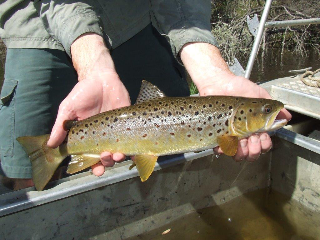 Wild Trout Conference Coming Up 