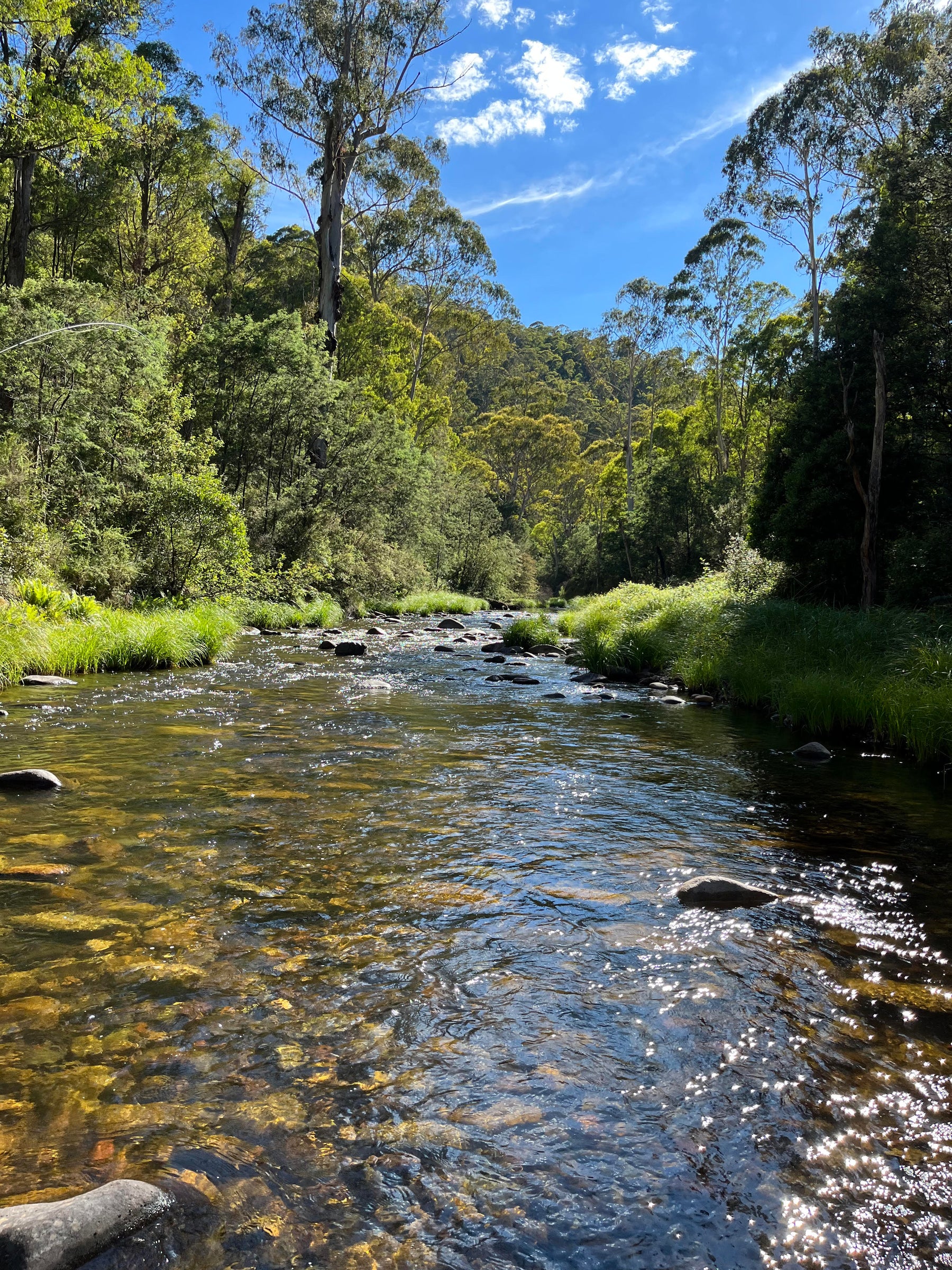 How to fly fish the Delatite River
