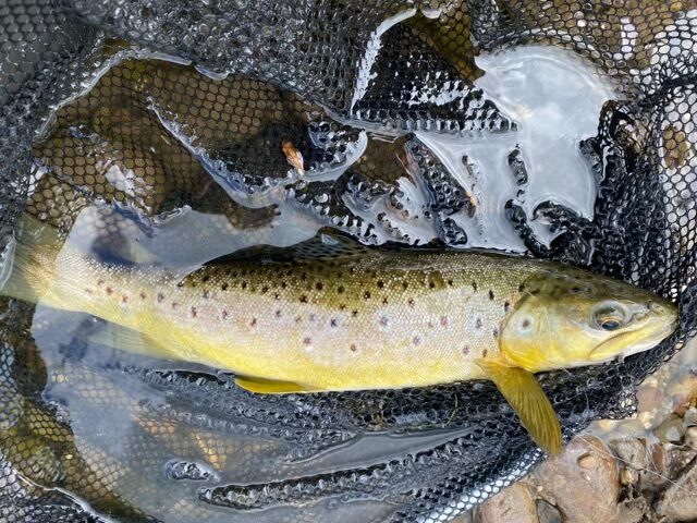 Low Water, Big Lessons – A Season Recap with Philip Weigall