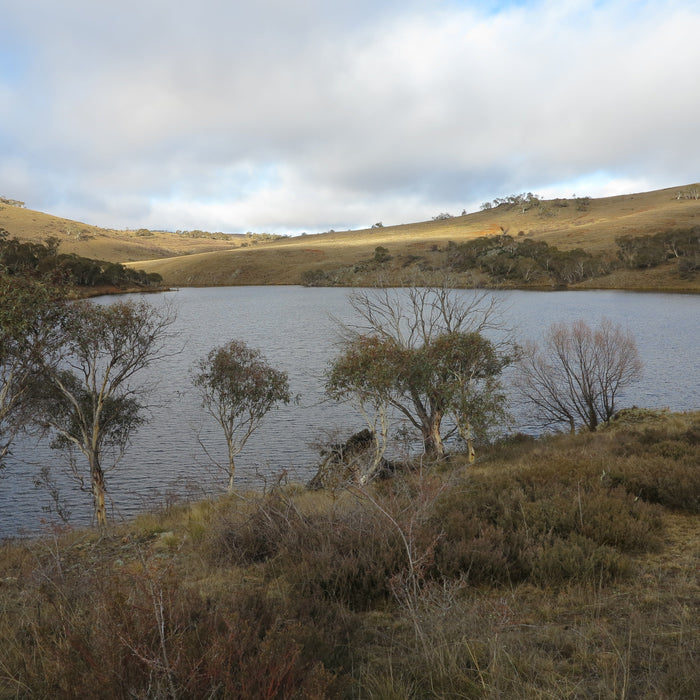 Fly Fishing for Carp in Australia The Flyfisher