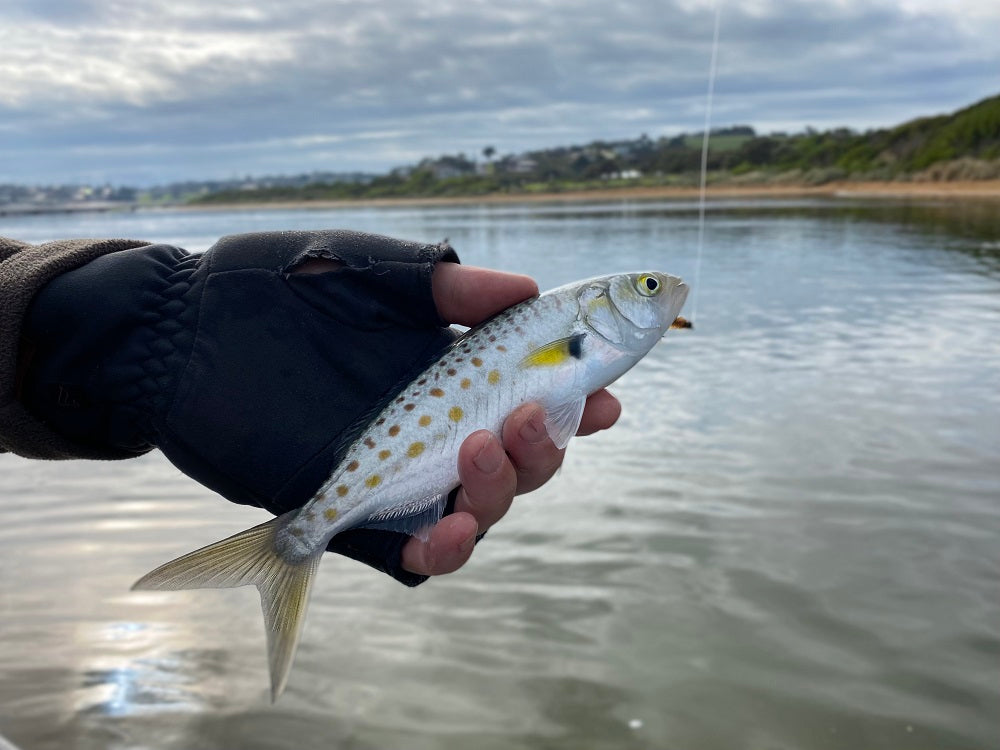 Ultimate Guide to Flyfishing for Australian Bass and Perch