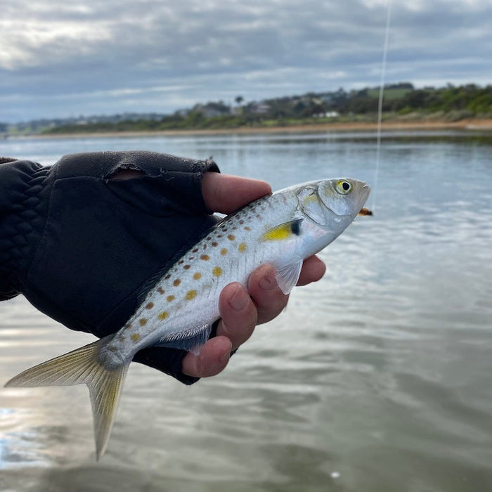 Australian Bass & Estuary Perch Flyfishing