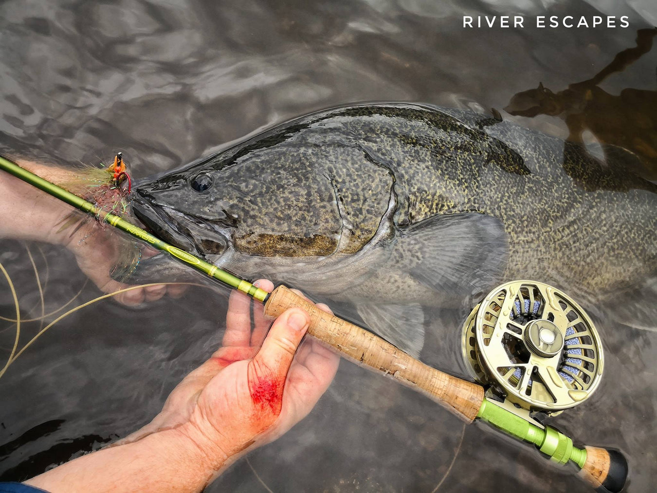 Murray Cod Fly Rods - The Flyfisher