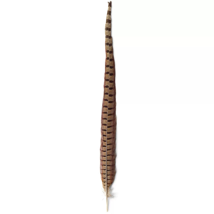 Tiewell Ringneck Pheasant Tail Feather