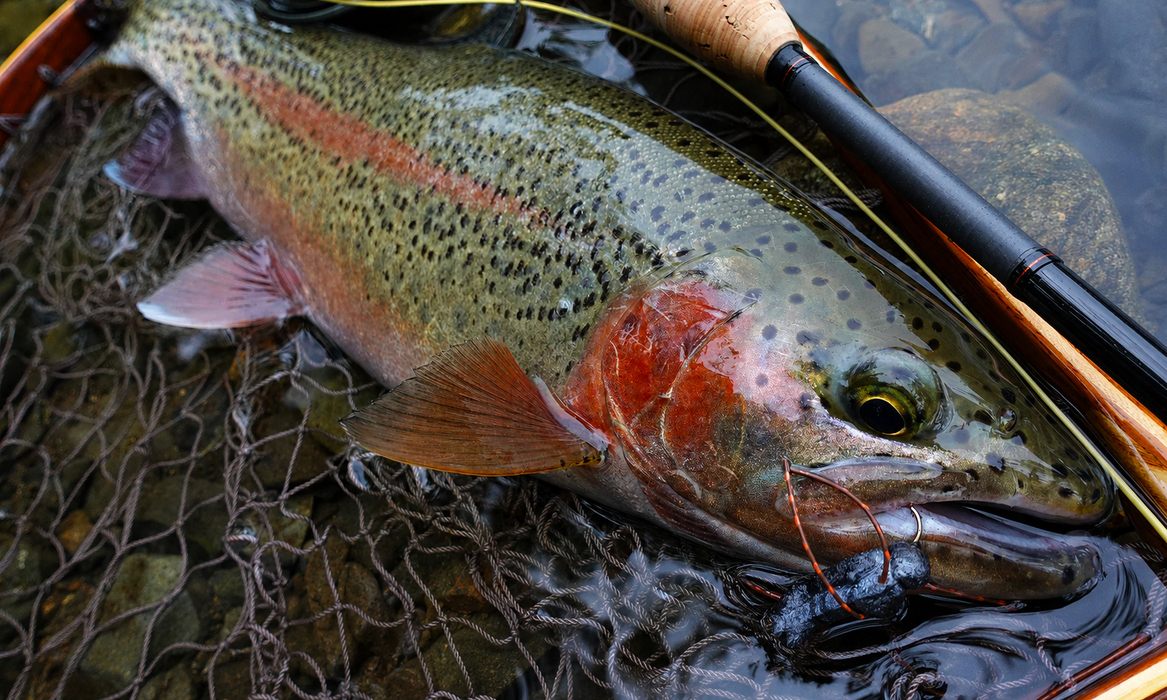 Yamaga Blanks Zinn Fly Rods