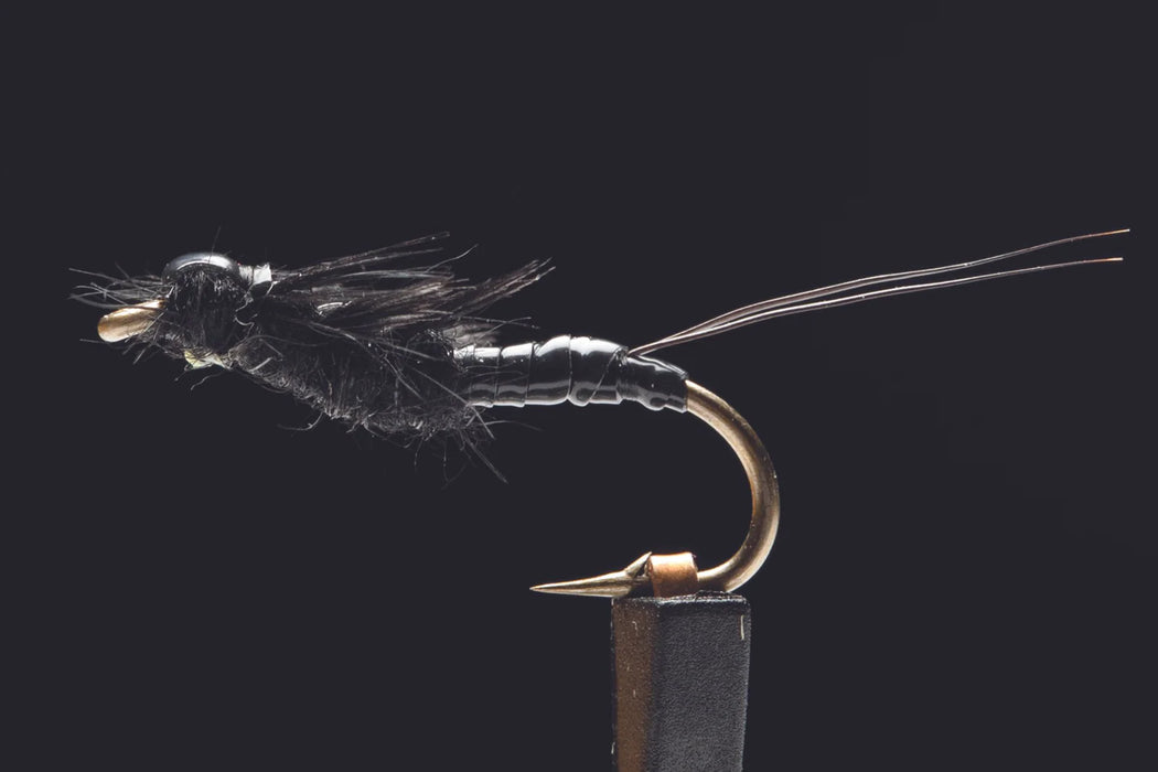 Little Black Stonefly