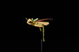 Hopeless Hopper Yellow Manic Tackle Project